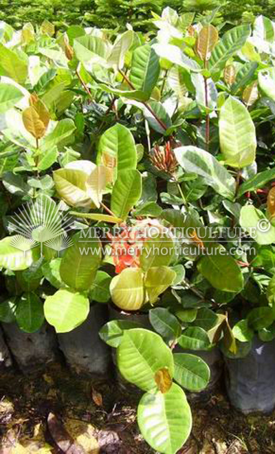 Ixora coccinea red